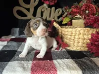 Velma, a female Miniature Dachshund for sale in Riverview, MI – 7 of 10