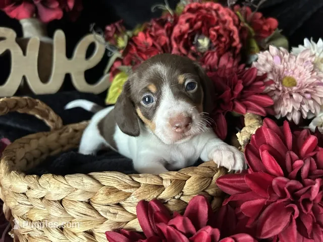 Velma – Miniature Dachshund puppy for sale in Riverview, MI
