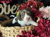Velma, a female Miniature Dachshund for sale in Riverview, MI – 1 of 10