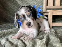Daphne, a female Miniature Dachshund for sale in Riverview, MI – 2 of 10