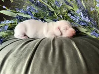 Casper, a male Miniature Dachshund for sale in Riverview, MI – 2 of 10