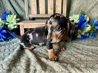 Beatrix , a female Miniature Dachshund for sale in Riverview, MI – 2 of 10