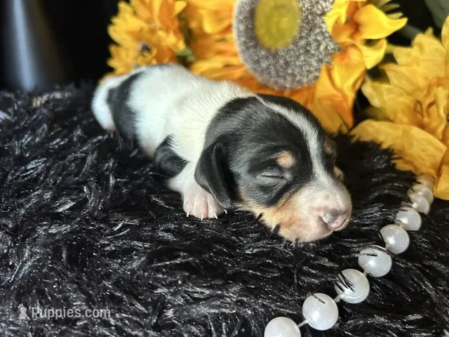 Fred – Miniature Dachshund puppy for sale in Riverview, MI