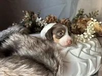 Velma, a female Miniature Dachshund for sale in Riverview, MI – 5 of 10