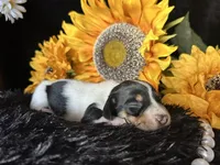 Fred, a male Miniature Dachshund for sale in Riverview, MI – 6 of 10