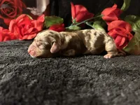 Scooby, a male Miniature Dachshund for sale in Riverview, MI – 8 of 10