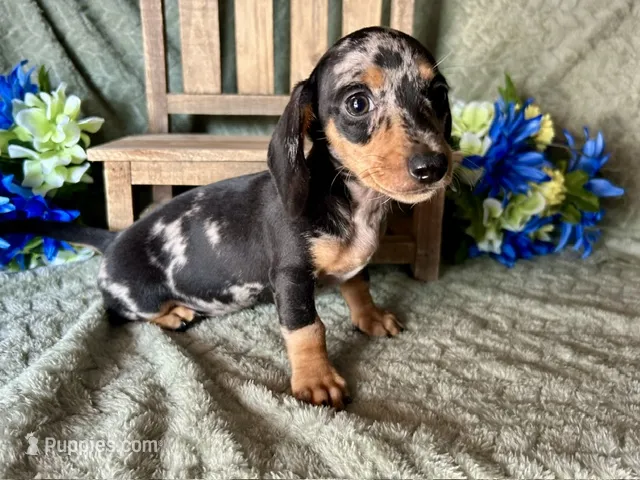 Beatrix  – Miniature Dachshund puppy for sale in Riverview, MI