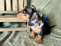 Beatrix , a female Miniature Dachshund for sale in Riverview, MI – 5 of 10
