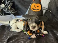 Brock, a male Miniature Dachshund for sale in Riverview, MI – 7 of 10