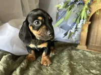 Ash, a male Miniature Dachshund for sale in Riverview, MI – 8 of 10