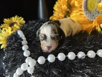 Daphne (On hold), a female Miniature Dachshund for sale in Riverview, MI – 4 of 10