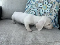 Casper, a male Miniature Dachshund for sale in Riverview, MI – 4 of 10