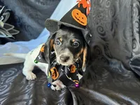 Brock, a male Miniature Dachshund for sale in Riverview, MI – 9 of 10