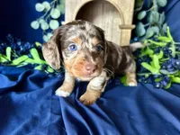 Scooby, a male Miniature Dachshund for sale in Riverview, MI – 6 of 10