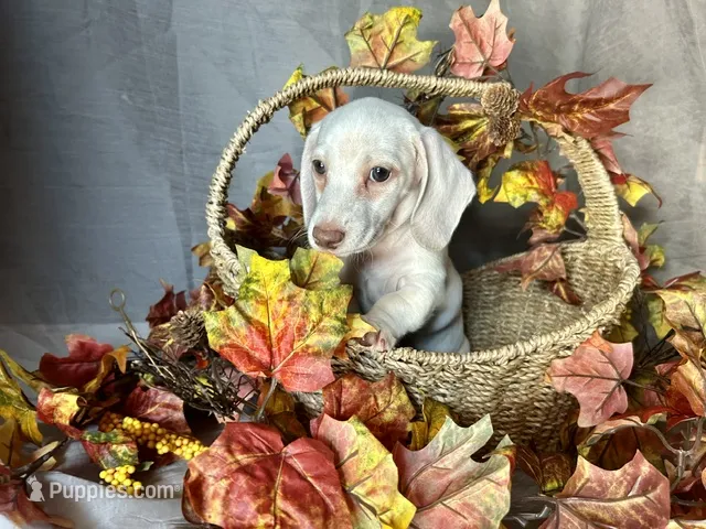Casper – Miniature Dachshund puppy for sale in Riverview, MI