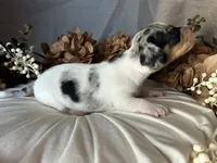 Daphne (On hold), a female Miniature Dachshund for sale in Riverview, MI – 7 of 10