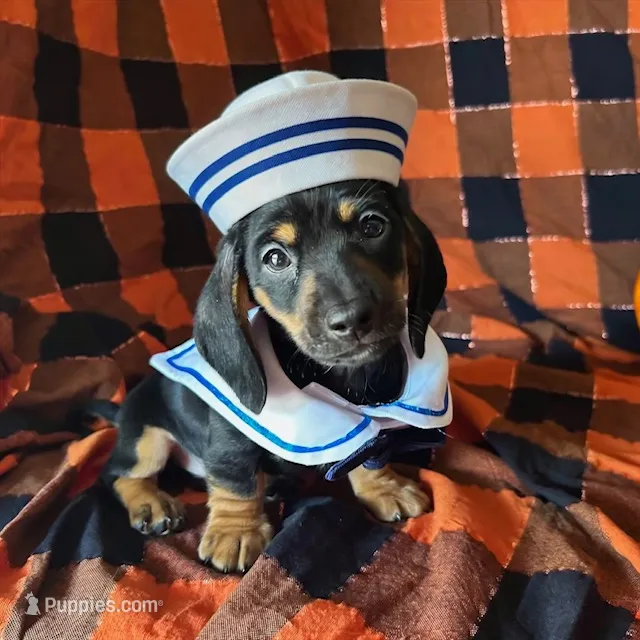 Ash – Miniature Dachshund puppy for sale in Riverview, MI