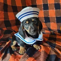 Ash, a male Miniature Dachshund for sale in Riverview, MI – 1 of 10