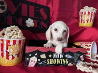 Zero (On Hold for Jim), a male Miniature Dachshund for sale in Riverview, MI – Photo 5 of 10