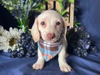 Zero (On Hold for Jim), a male Miniature Dachshund for sale in Riverview, MI – Photo 7 of 10