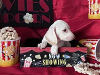 Zero (On Hold for Jim), a male Miniature Dachshund for sale in Riverview, MI – Photo 4 of 10