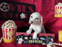 Zero (On Hold for Jim), a male Miniature Dachshund for sale in Riverview, MI – Photo 3 of 10