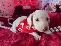 Zero (On Hold for Jim), a male Miniature Dachshund for sale in Riverview, MI – Photo 9 of 10