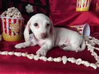 Zero (On Hold for Jim), a male Miniature Dachshund for sale in Riverview, MI – Photo 1 of 10