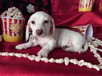 Zero (On Hold for Jim), a male Miniature Dachshund for sale in Riverview, MI – Photo 6 of 10