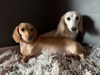 Zero (On Hold for Jim), a male Miniature Dachshund for sale in Riverview, MI – Photo 10 of 10