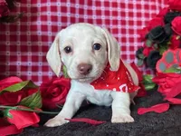 Zero (On Hold for Jim), a male Miniature Dachshund for sale in Riverview, MI – Photo 8 of 10