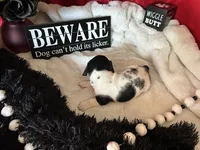 Brock, a male Miniature Dachshund for sale in Riverview, MI – 4 of 10