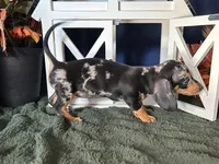Beatrix, a female Miniature Dachshund for sale in Riverview, MI – 10 of 10
