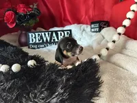 Brock, a male Miniature Dachshund for sale in Riverview, MI – 9 of 10