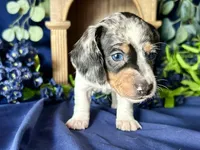 Daphne, a female Miniature Dachshund for sale in Riverview, MI – 2 of 10