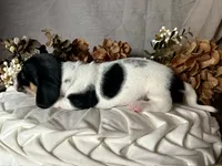 Brock, a male Miniature Dachshund for sale in Riverview, MI – 7 of 10