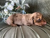 Misty, a female Miniature Dachshund for sale in Riverview, MI – 7 of 10