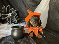 Ash, a male Miniature Dachshund for sale in Riverview, MI – 9 of 10