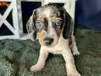 Daphne, a female Miniature Dachshund for sale in Riverview, MI – 9 of 10