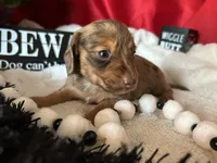 Misty, a female Miniature Dachshund for sale in Riverview, MI – 6 of 10