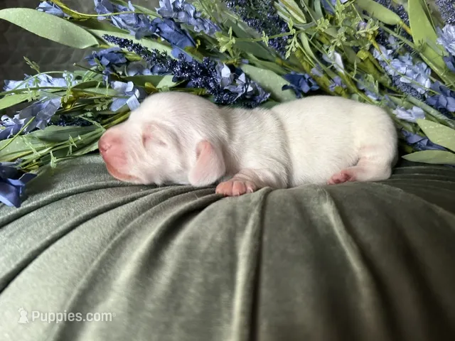Casper – Miniature Dachshund puppy for sale in Riverview, MI