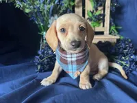 Finnick (On Hold for Fred), a male Miniature Dachshund for sale in Riverview, MI – Photo 3 of 10