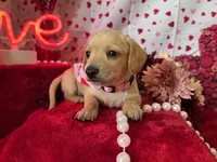 Finnick (On Hold for Fred), a male Miniature Dachshund for sale in Riverview, MI – Photo 9 of 10