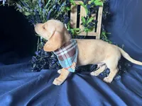 Finnick (On Hold for Fred), a male Miniature Dachshund for sale in Riverview, MI – Photo 5 of 10
