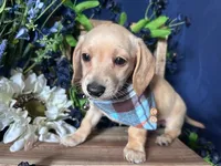 Finnick (On Hold for Fred), a male Miniature Dachshund for sale in Riverview, MI – Photo 6 of 10