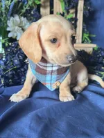 Finnick (On Hold for Fred), a male Miniature Dachshund for sale in Riverview, MI – Photo 4 of 10