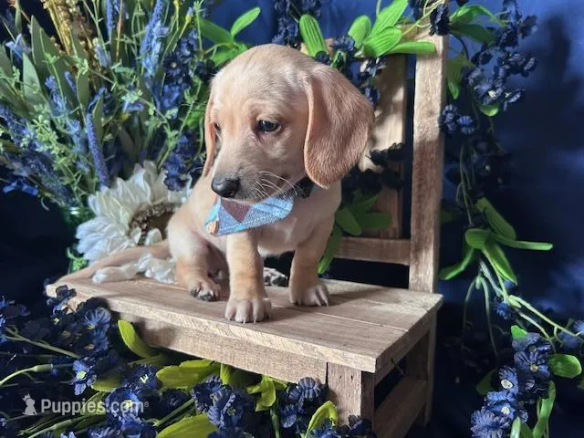 Finnick (On Hold for Fred)