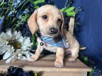 Finnick (On Hold for Fred), a male Miniature Dachshund for sale in Riverview, MI – Photo 7 of 10