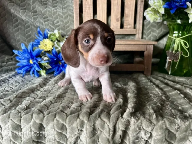 Velma  – Miniature Dachshund puppy on hold in Riverview, MI