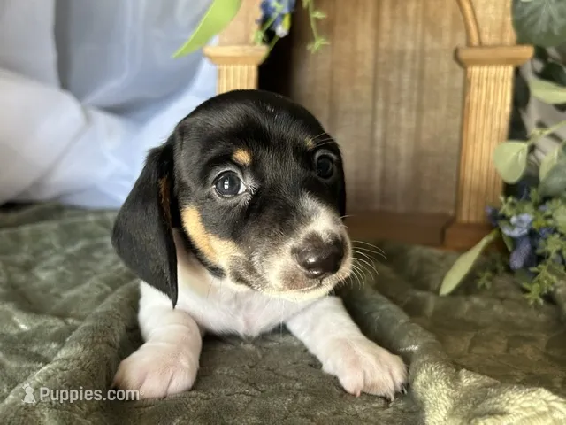 Brock – Miniature Dachshund puppy for sale in Riverview, MI